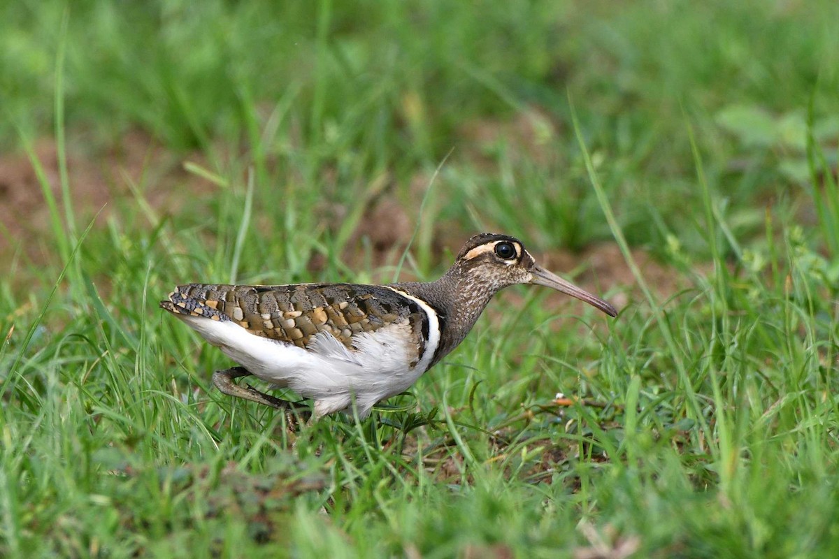 Greater Painted-Snipe - Saurabh Agrawal