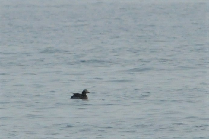 Long-tailed Duck - ML69103361