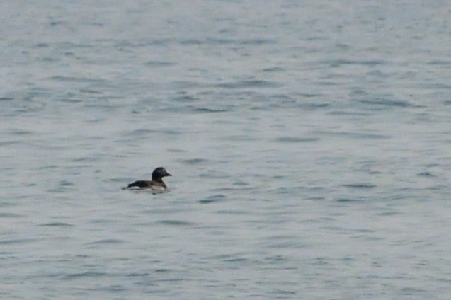 Long-tailed Duck - ML69103371