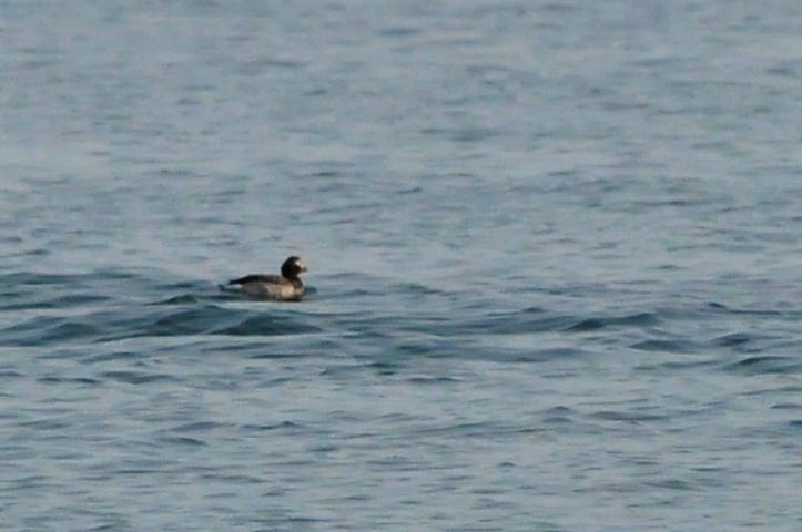 Long-tailed Duck - ML69103391