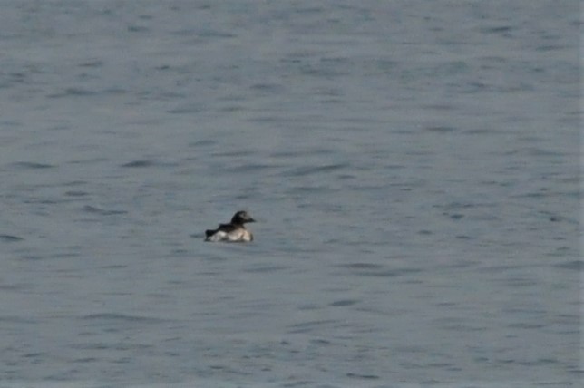 Long-tailed Duck - ML69103401