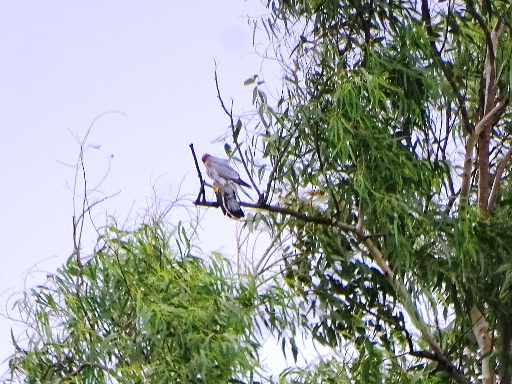 Red-necked Falcon - Sreekumar Chirukandoth