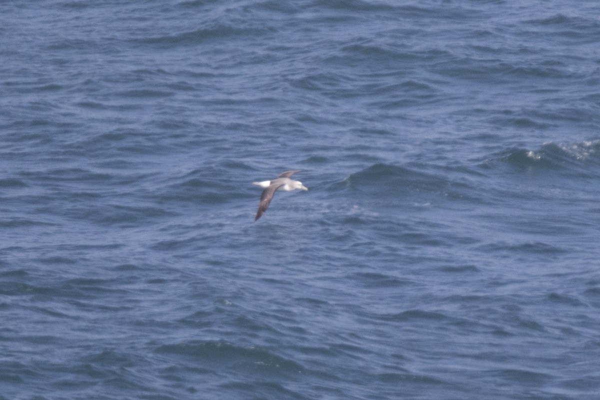 White-capped Albatross - ML69104971