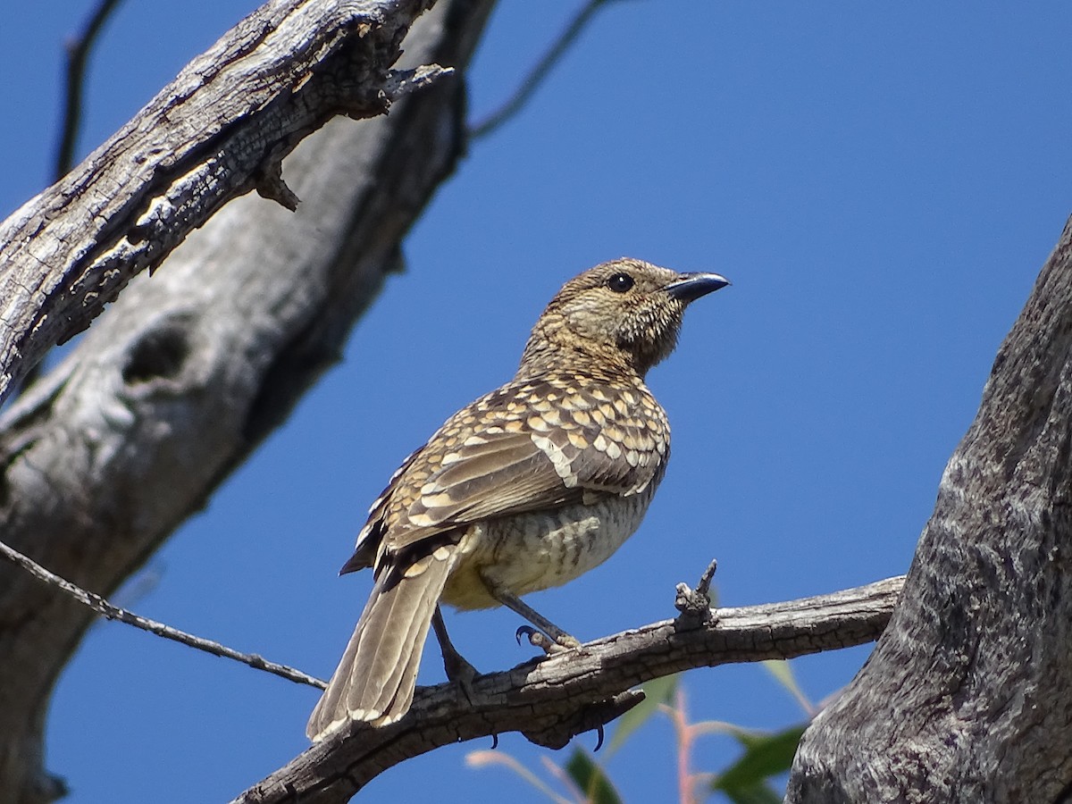 Spotted Bowerbird - ML69105451