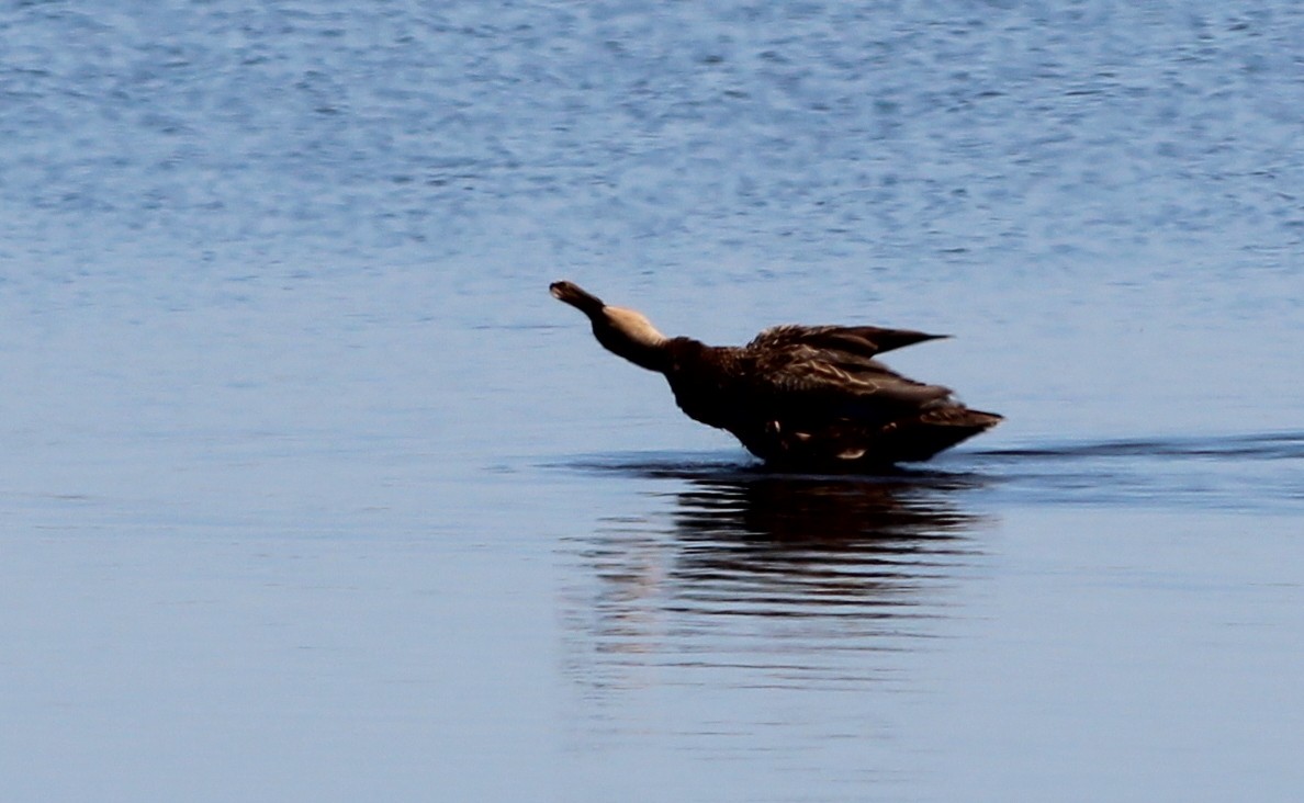 Mottled Duck (Florida) - ML69106541