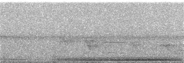 holub skvrnokřídlý - ML69111771