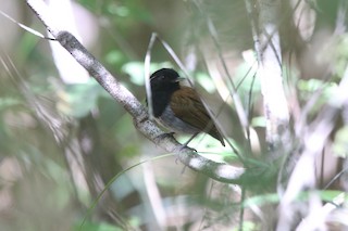  - Hooded Gnateater
