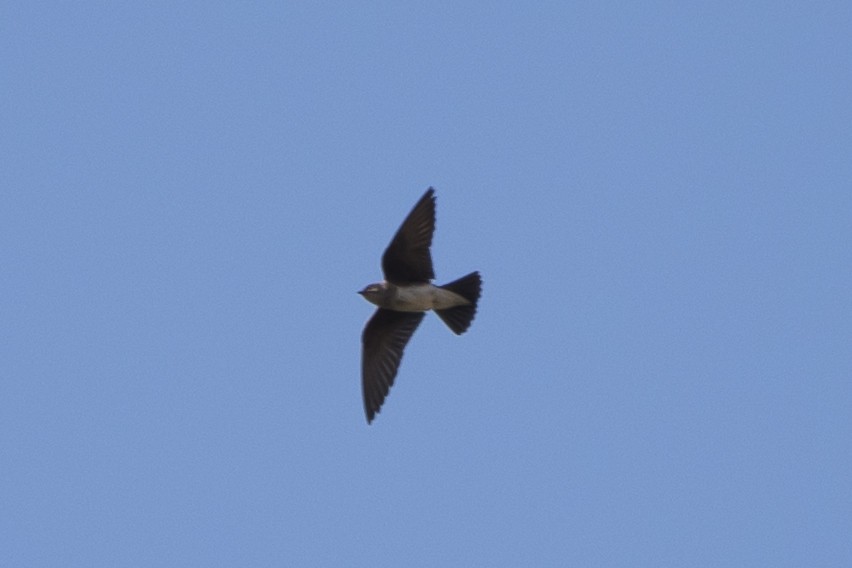 Brown-chested Martin - ML69113481