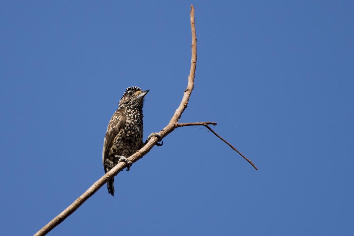 White-wedged Piculet - ML69113861