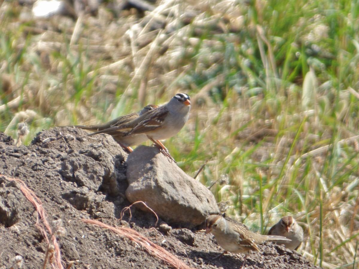 White-crowned Sparrow - ML69114151