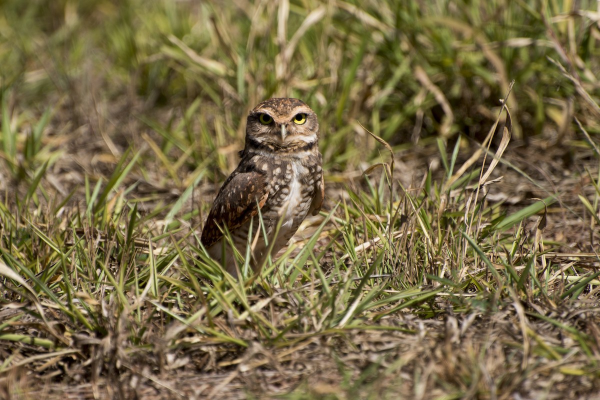 Burrowing Owl - ML69114581