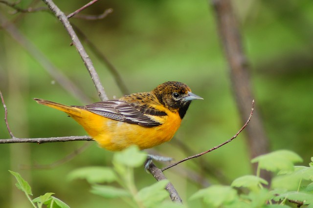 Female Baltimore Oriole (14 May). - Baltimore Oriole - 