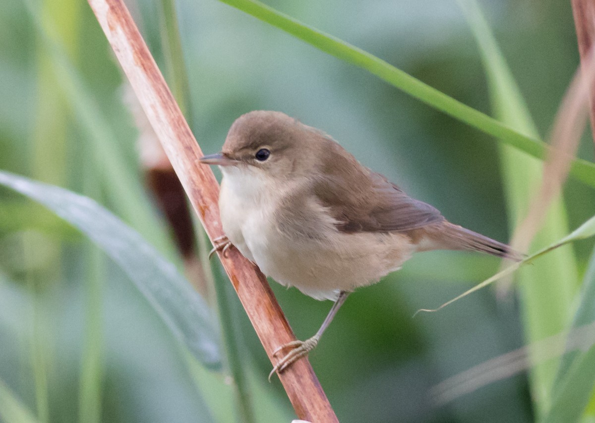 Common Reed Warbler - ML69116571