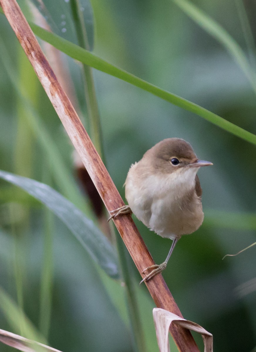 Common Reed Warbler - ML69116581