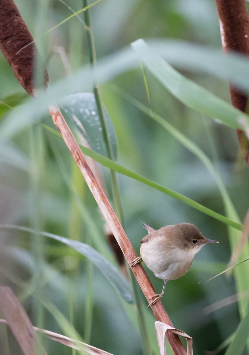 Common Reed Warbler - ML69116601