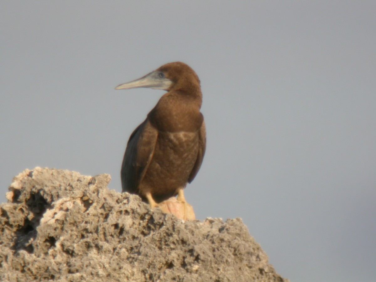 Brown Booby - ML69120821