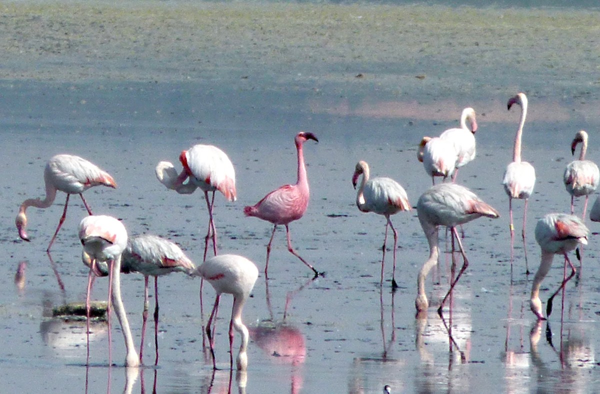 Lesser Flamingo - Antonio-Román Muñoz
