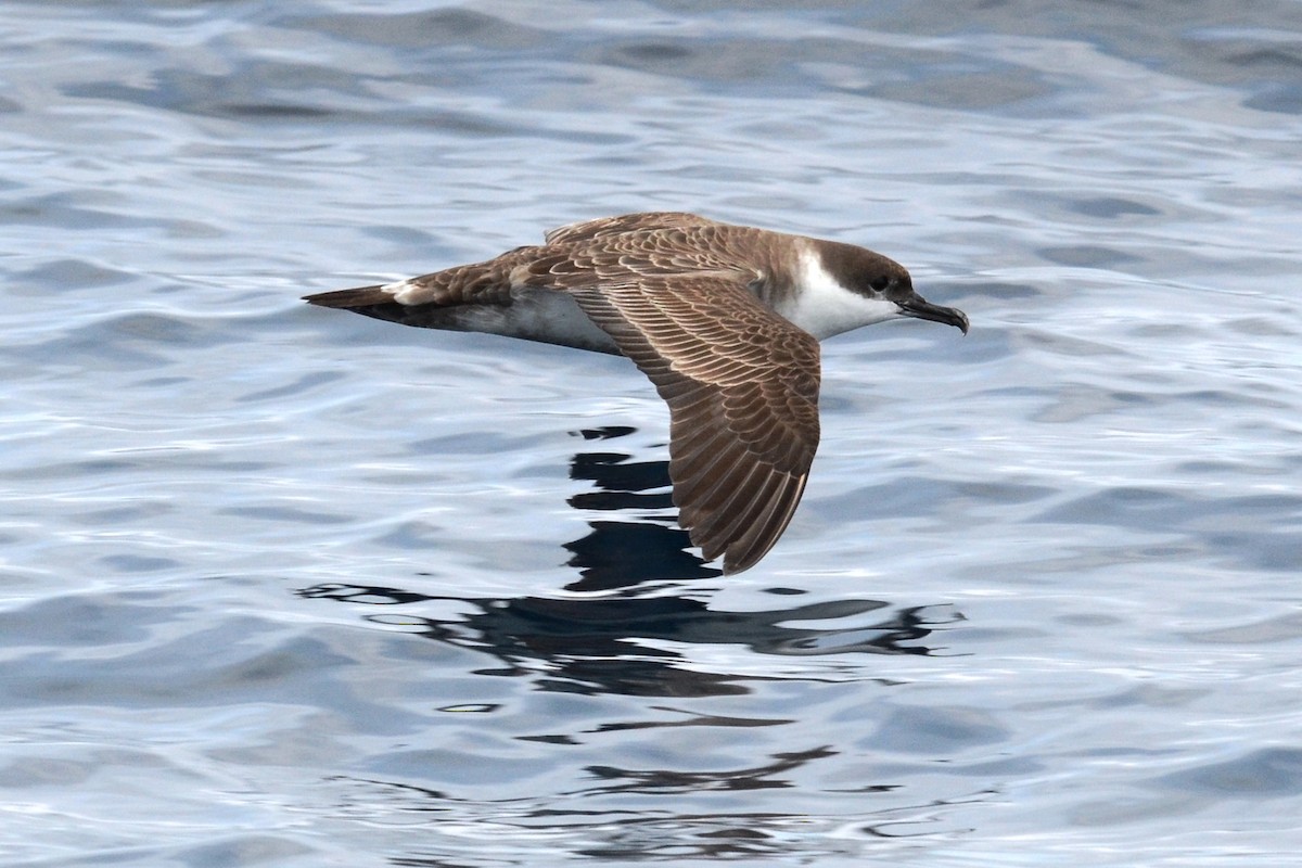 Great Shearwater - Andrew Dobson