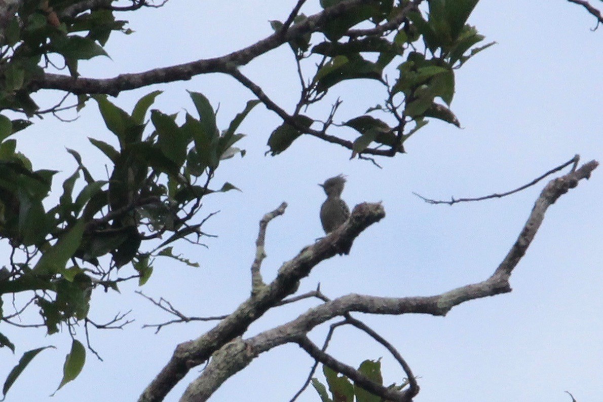 Gray-and-buff Woodpecker - ML69122751