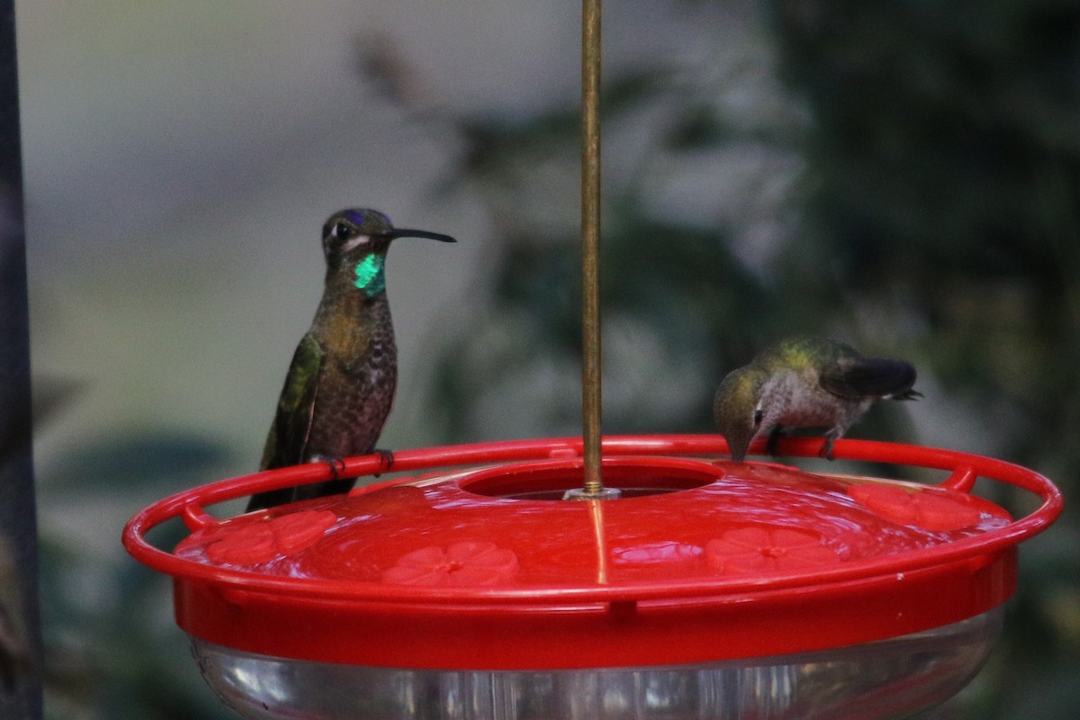 Rivoli's Hummingbird - Louis Hoeniger