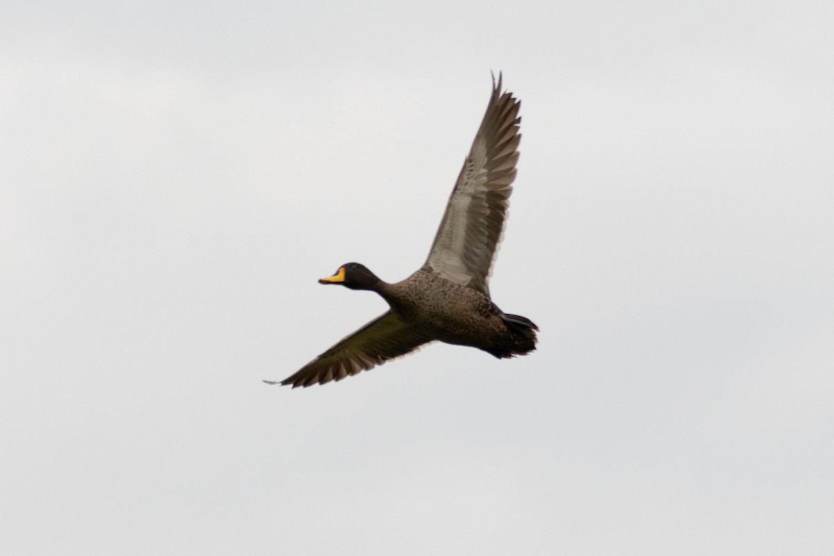 Yellow-billed Duck - Anonymous