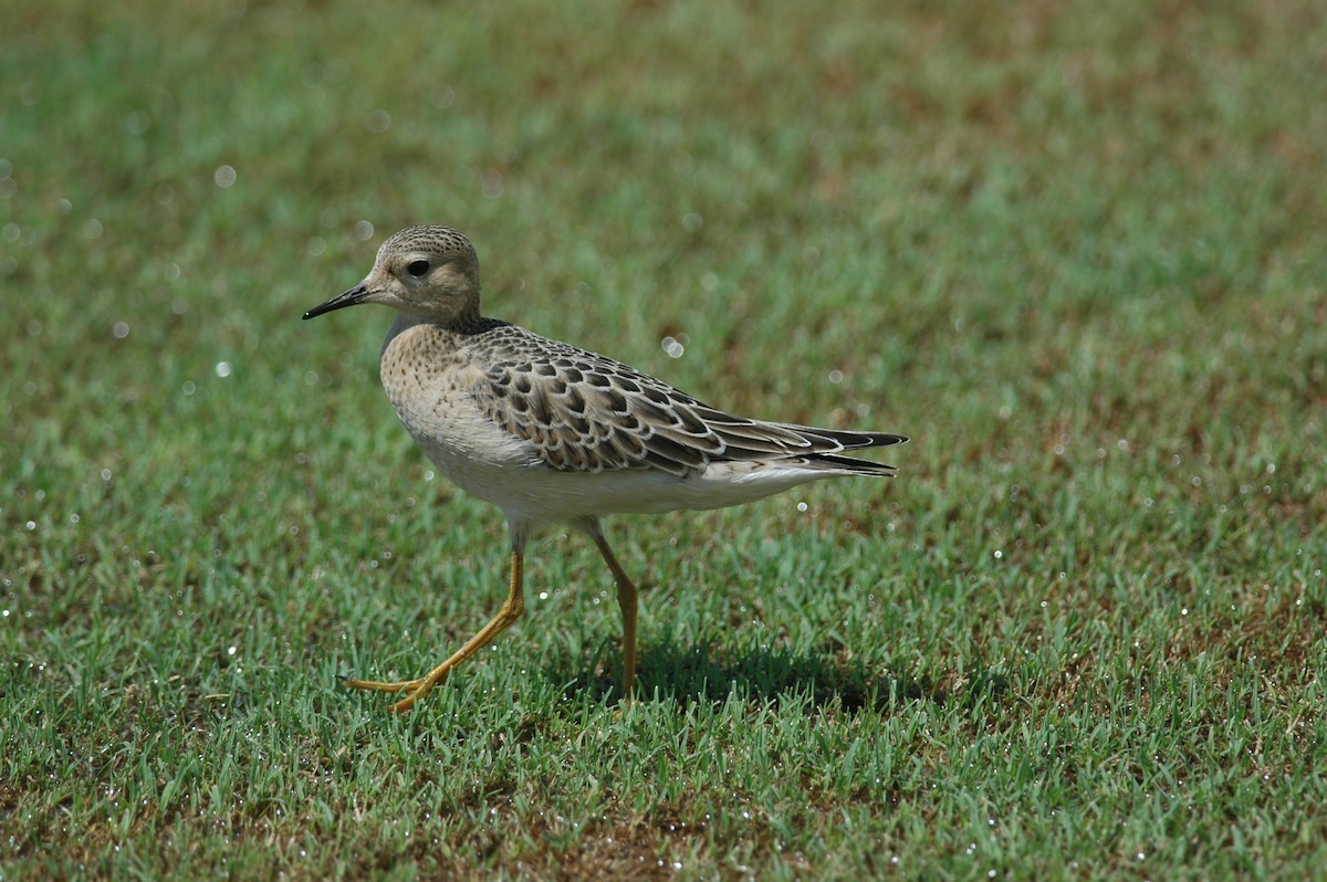 Buff-breasted Sandpiper - Andrew Dobson