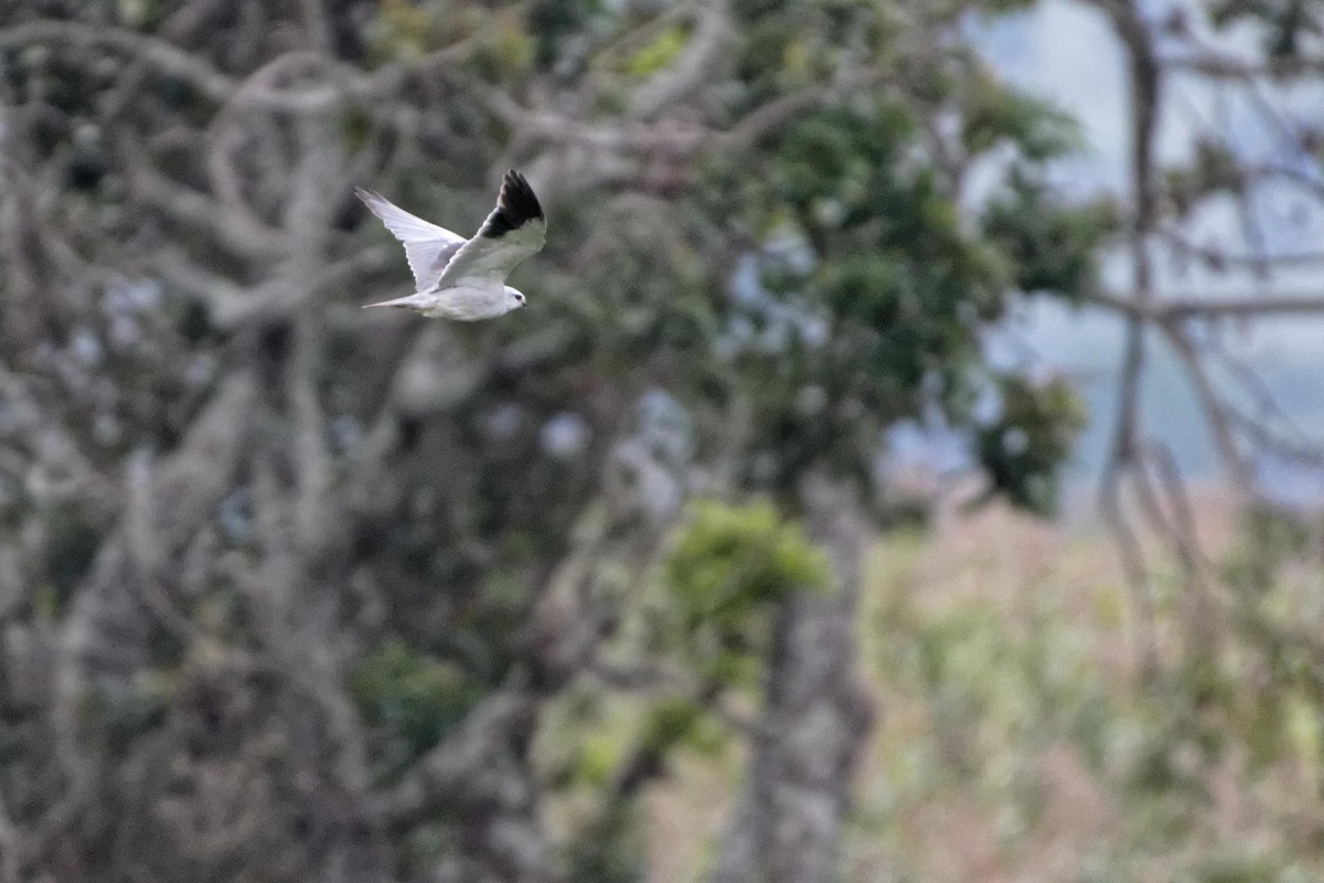 Black-winged Kite - Anonymous