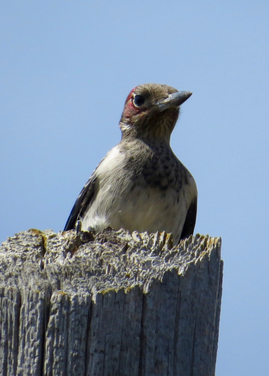 Red-headed Woodpecker - Don Glasco
