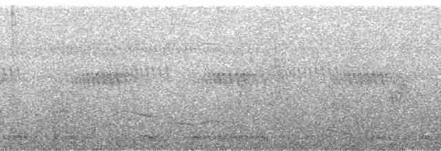 Bataklık Bubusu (sticturus) - ML69127