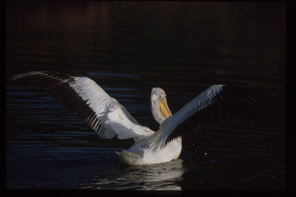 American White Pelican - ML69128741