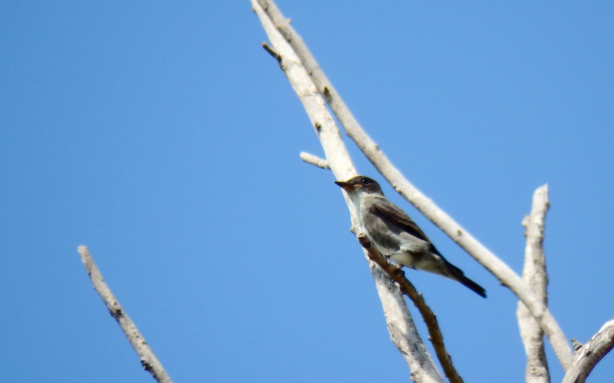 Olive-sided Flycatcher - Robert Reed