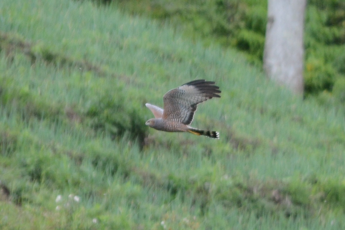 Spotted Harrier - ML69131531