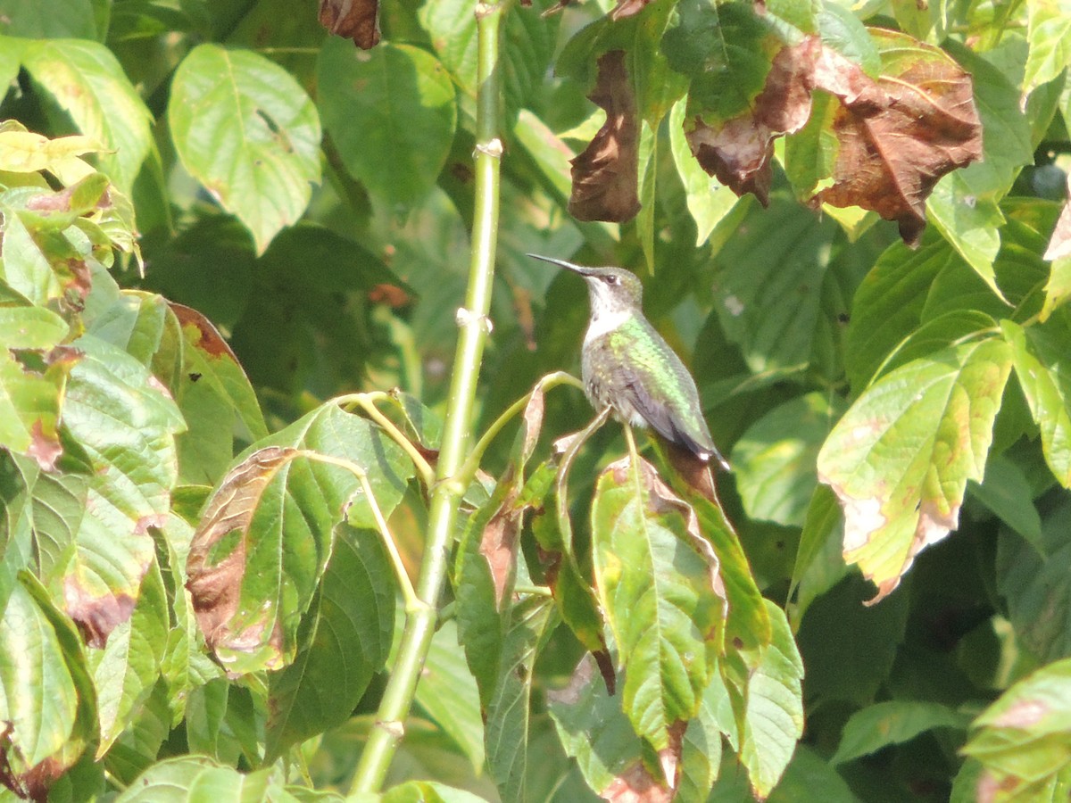 Ruby-throated Hummingbird - ML69131921
