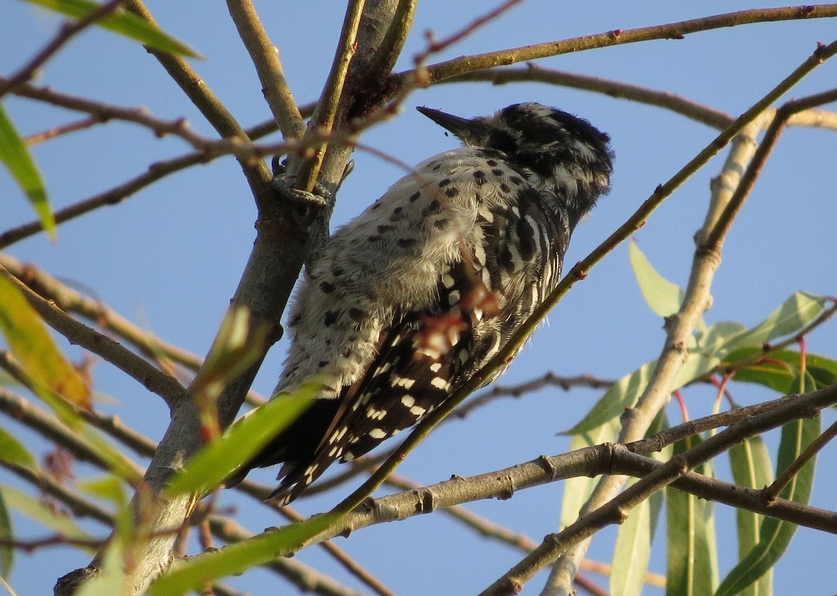 Nuttall's Woodpecker - ML69133051