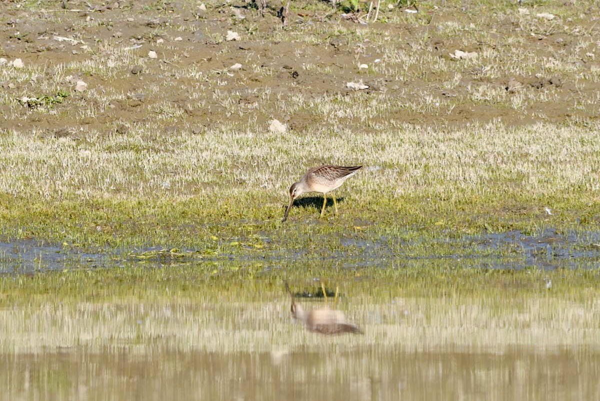 Long-billed Dowitcher - ML69133571