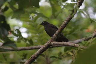 - Polynesian Starling