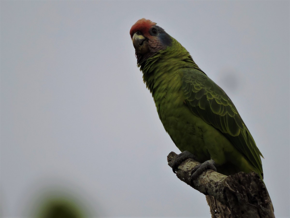 Red-tailed Parrot - ML69137391