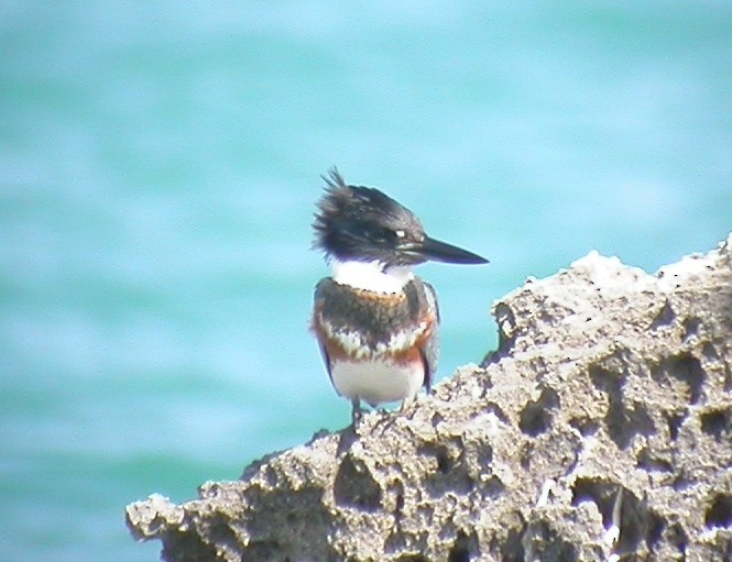 Belted Kingfisher - ML69138211