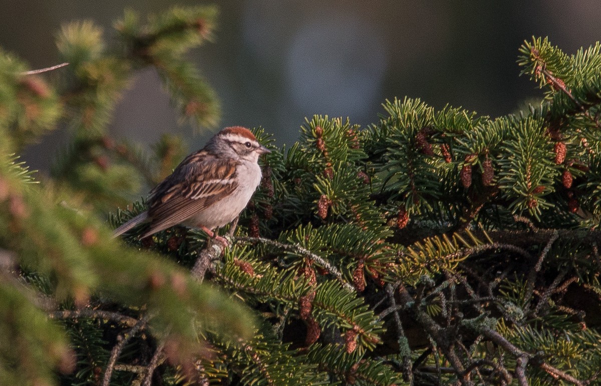 Chipping Sparrow - ML69141661