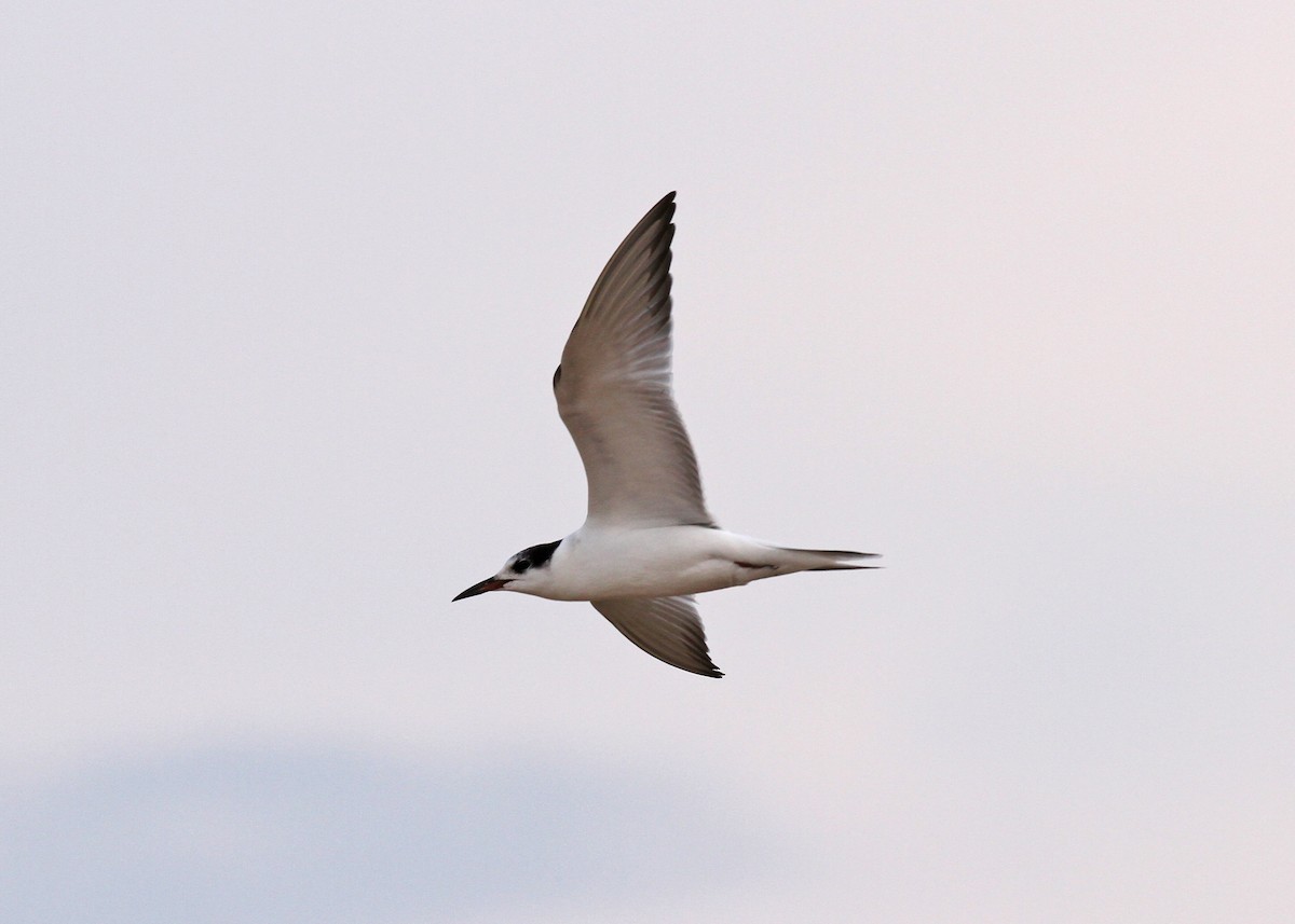 Common Tern - ML69141921