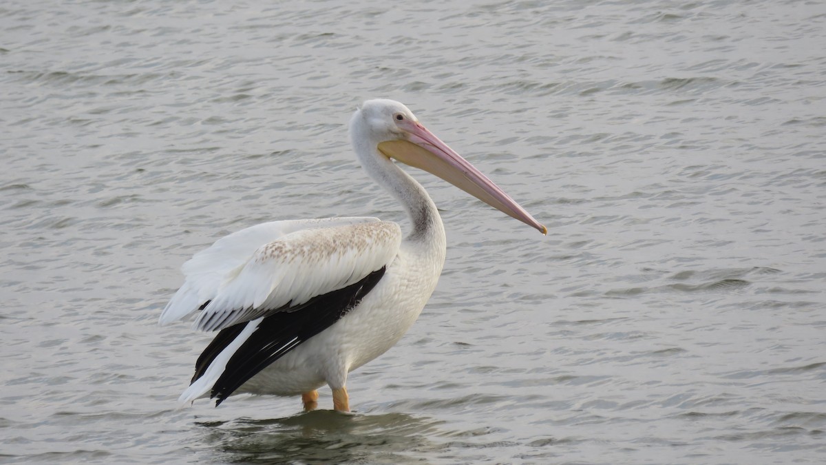 American White Pelican - ML69145391