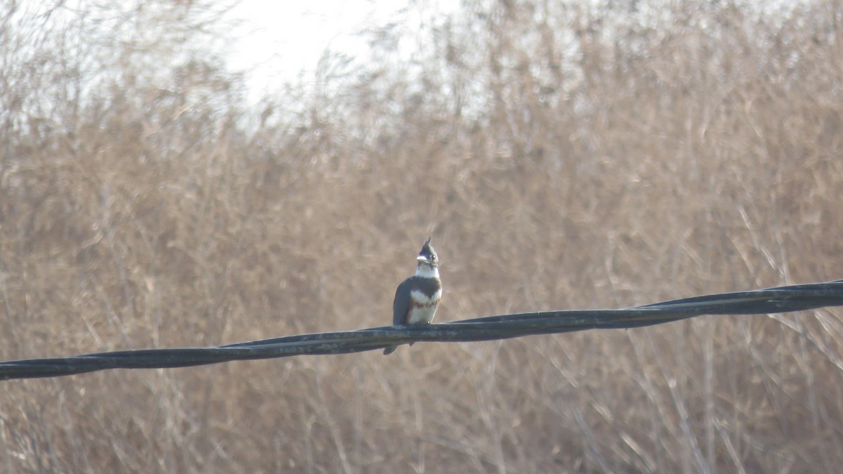 Belted Kingfisher - ML69146531