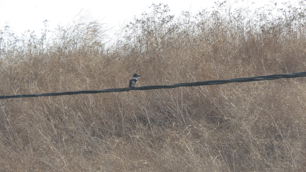 Belted Kingfisher - ML69146591