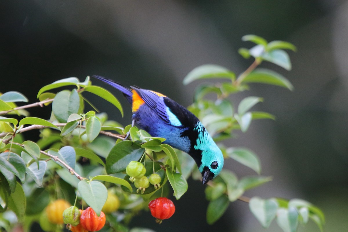 Seven-colored Tanager - Ian Thompson