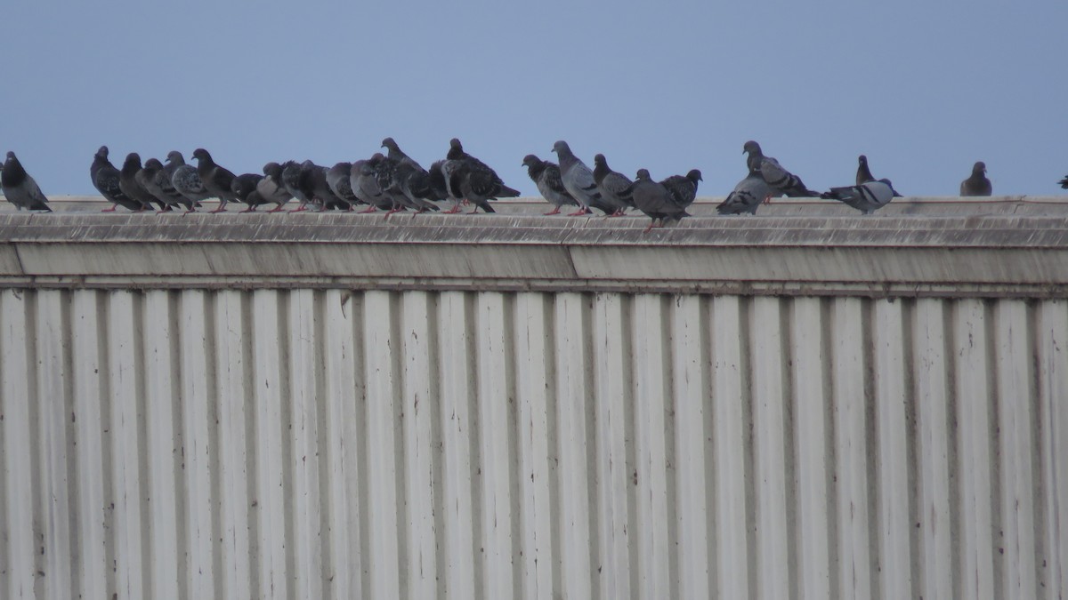 Rock Pigeon (Feral Pigeon) - ML69147541