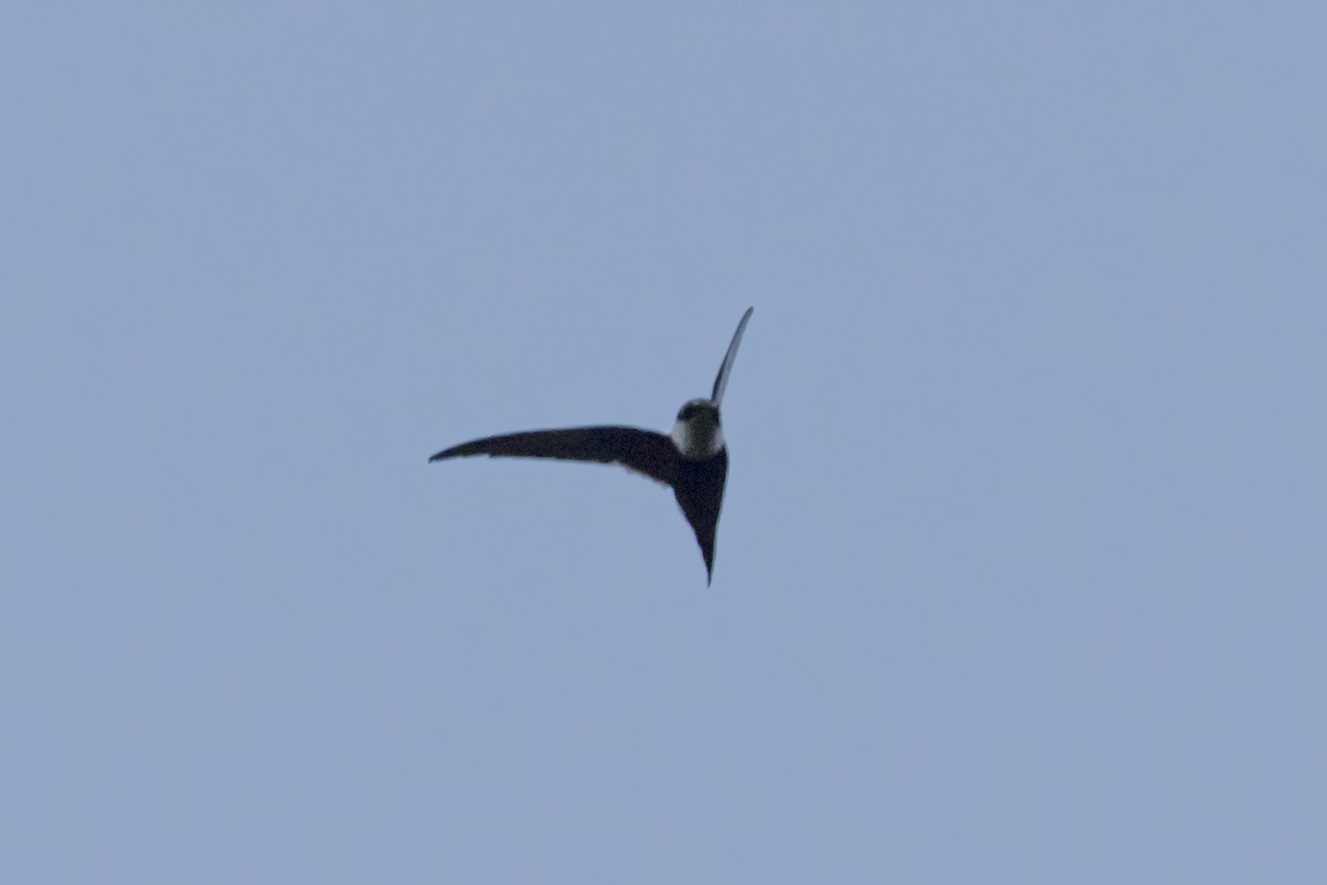 Lesser Swallow-tailed Swift - Steven Whitebread