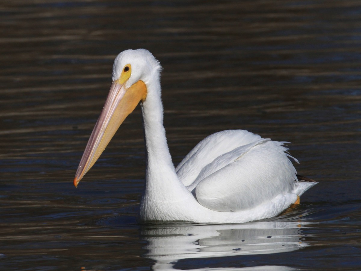 American White Pelican - ML69152891