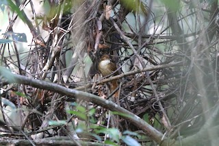  - Pernambuco Foliage-gleaner