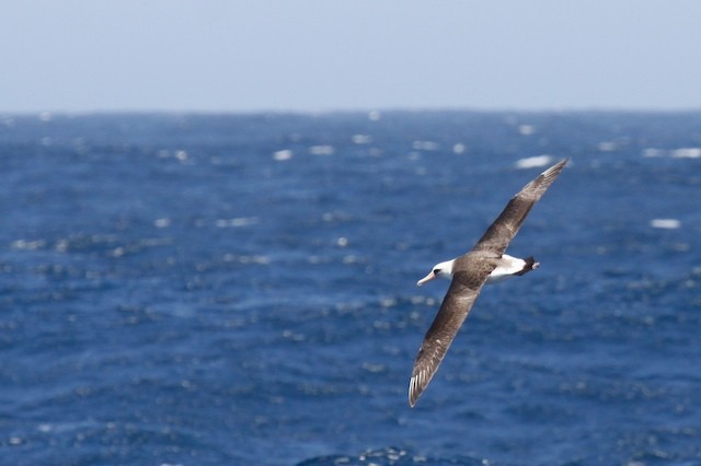 Albatros de Laysan - ML69156691