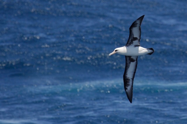 Laysan Albatross - ML69156701